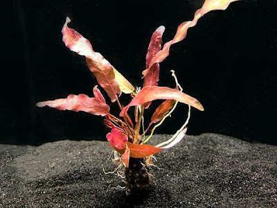 Barclaya Longifolia Barclaya Longifolia