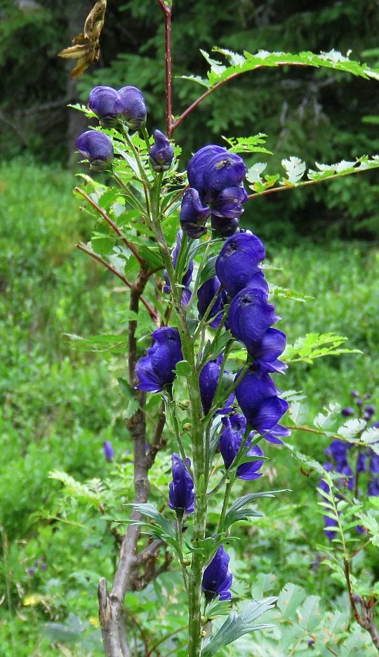Tojad mocny (Aconitum firmum). Tojad mocny (Aconitum firmum).