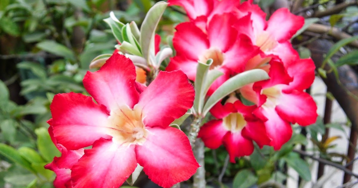 The exotic of Adenium flower