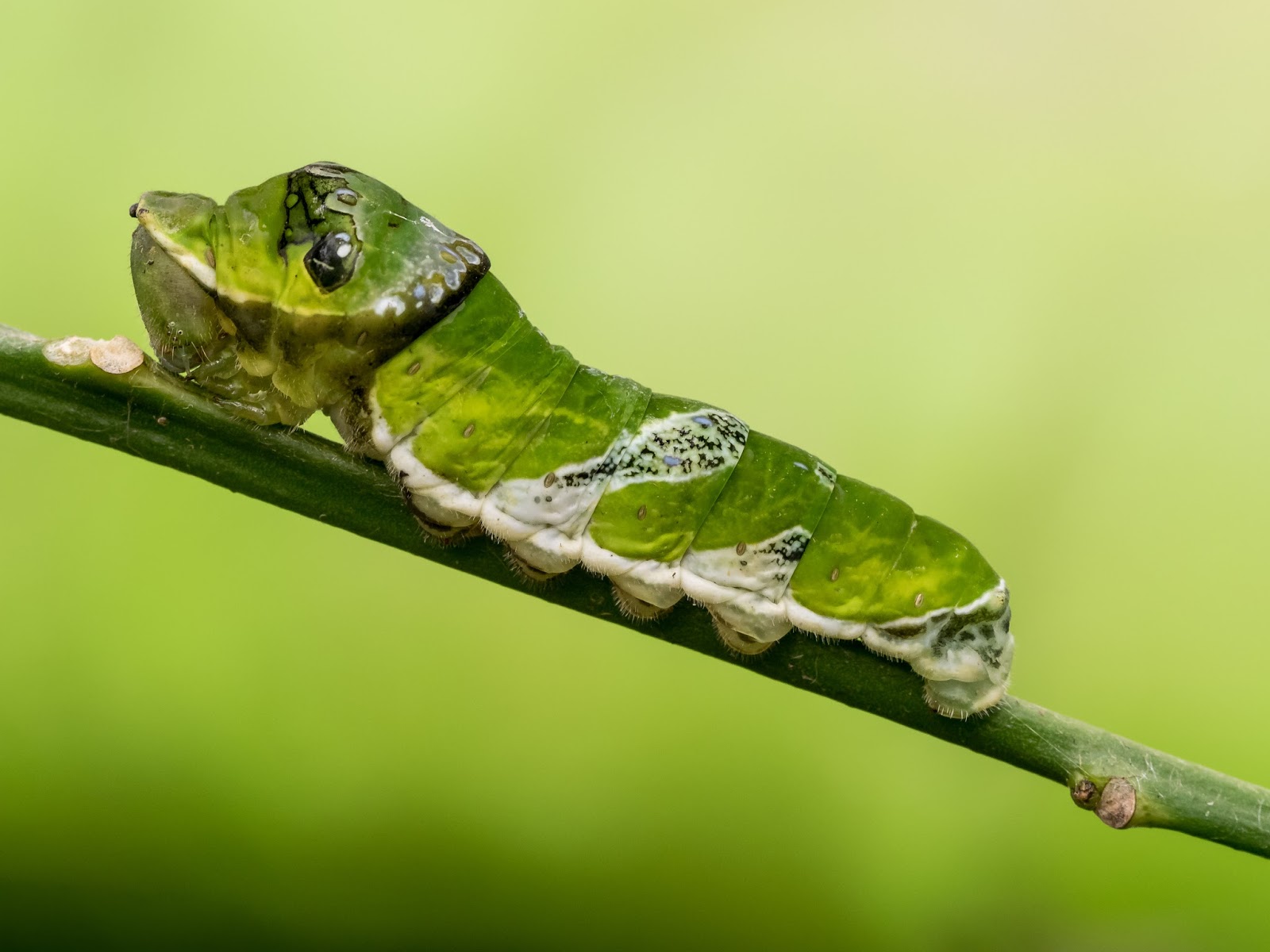 Insects: Papilio demodocus larva Stratford Butterfly Farm