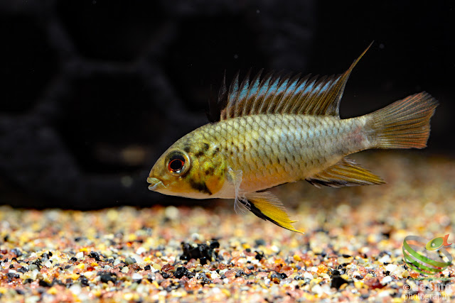 F1, Apistogramma sp. packman