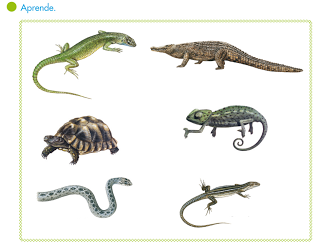 http://anabastida.es/onewebmedia/reptiles.swf