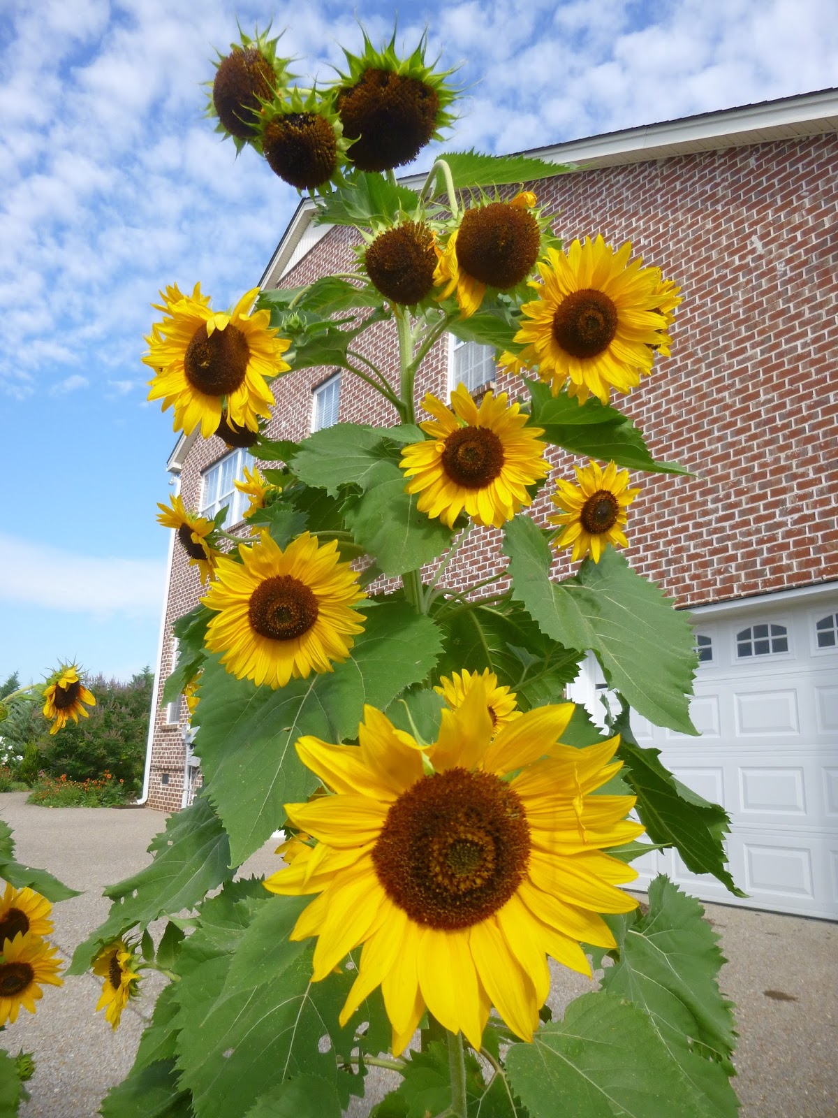 Raid House And Garden Star Wars Garden Gnome A Sunflower Taller