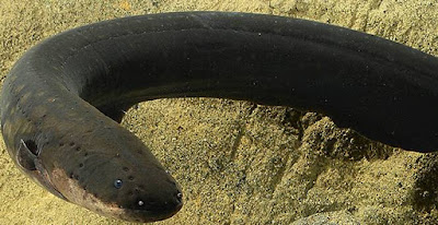Eel - animals beginning with letter E Eel - animals beginning with letter E
