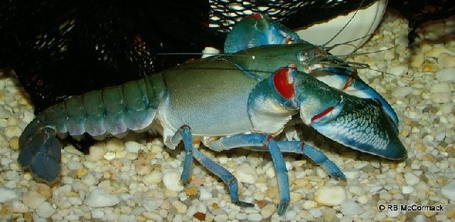 Gambar Lobster Air Tawar