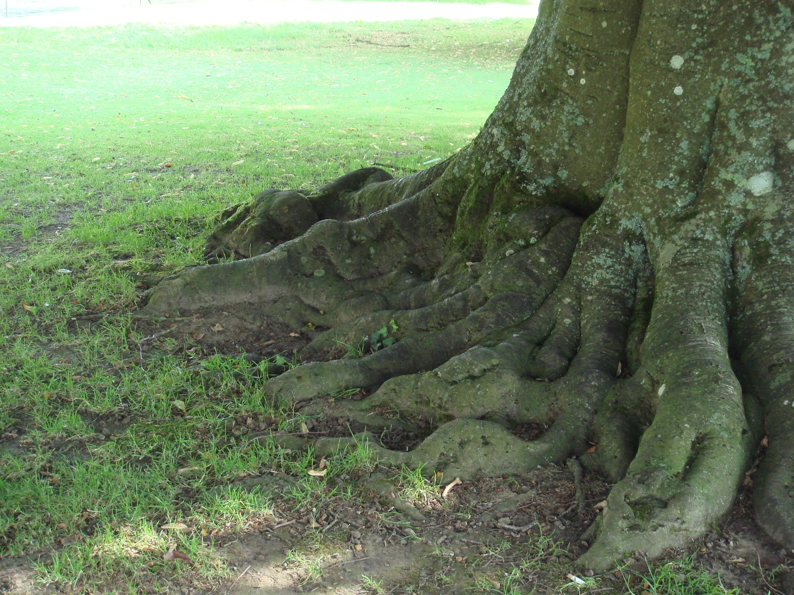 1000+ images about Tree Roots on Pinterest