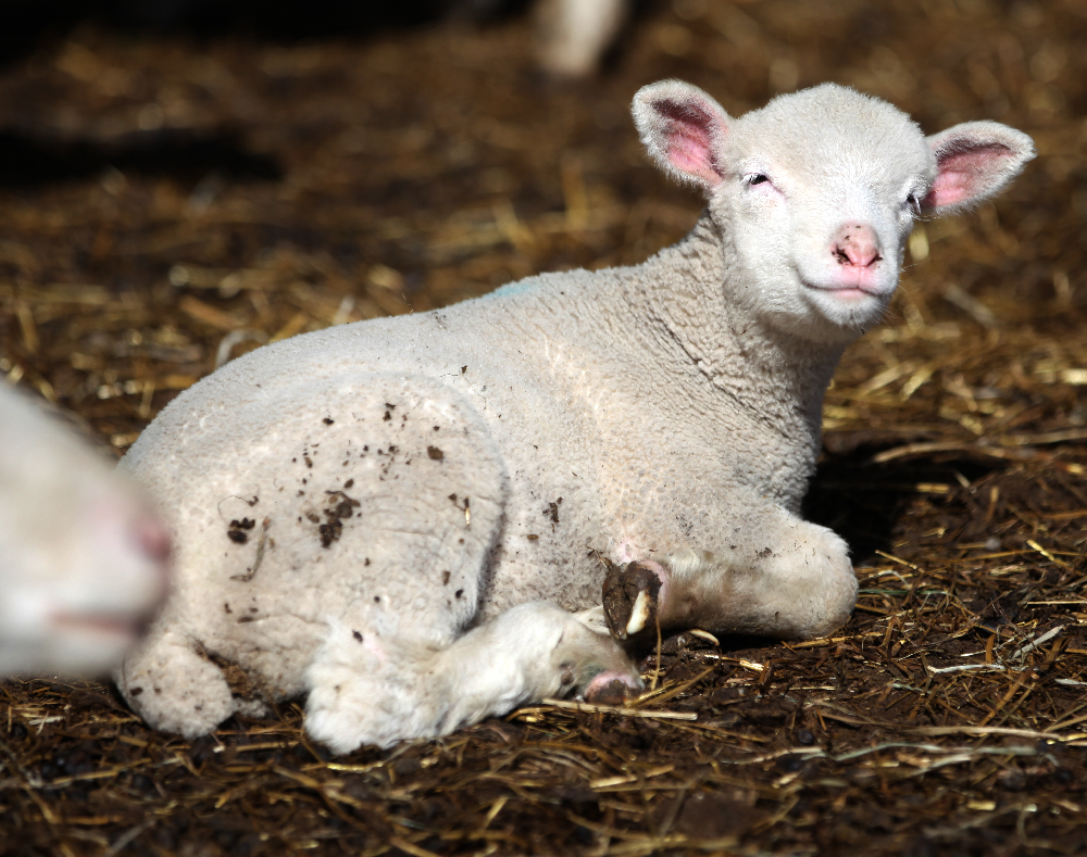 к чему снятся ягнята. ягненок. к чему снится ягнята маленькие. приснился ягненок. выпуск 24.
