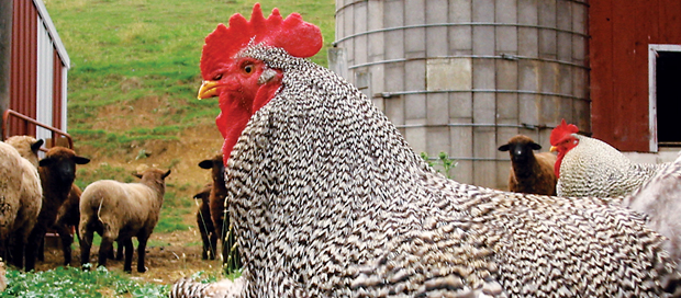 Choosing The Best Chicken Breeds For Your Flock