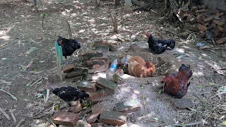 Ramalan Terheboh Shio Ayam Api Tahun 2017