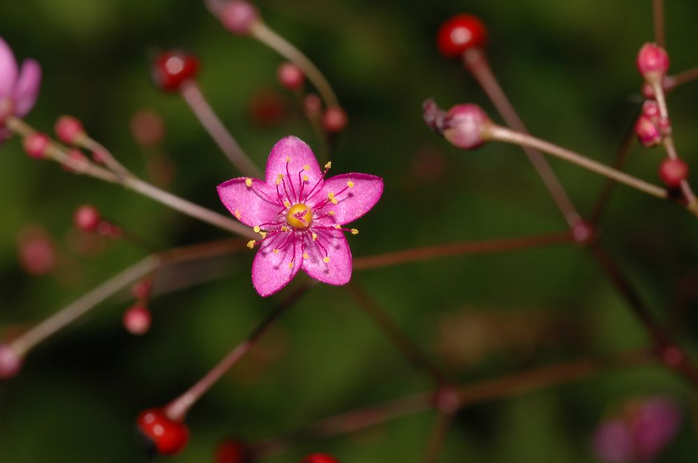 талинум метельчатый