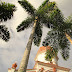 Ituango entre palmeras