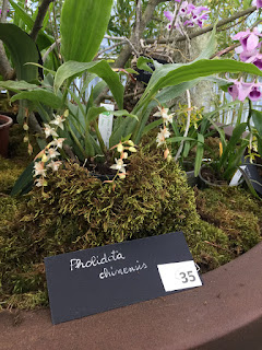 , Mostre primaverili: Horti di Veio e Monteporzio catone 2017, diarid'orchidee