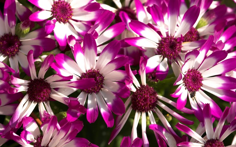 21+ Inspirasi Terkini Gambar Bunga Cantik