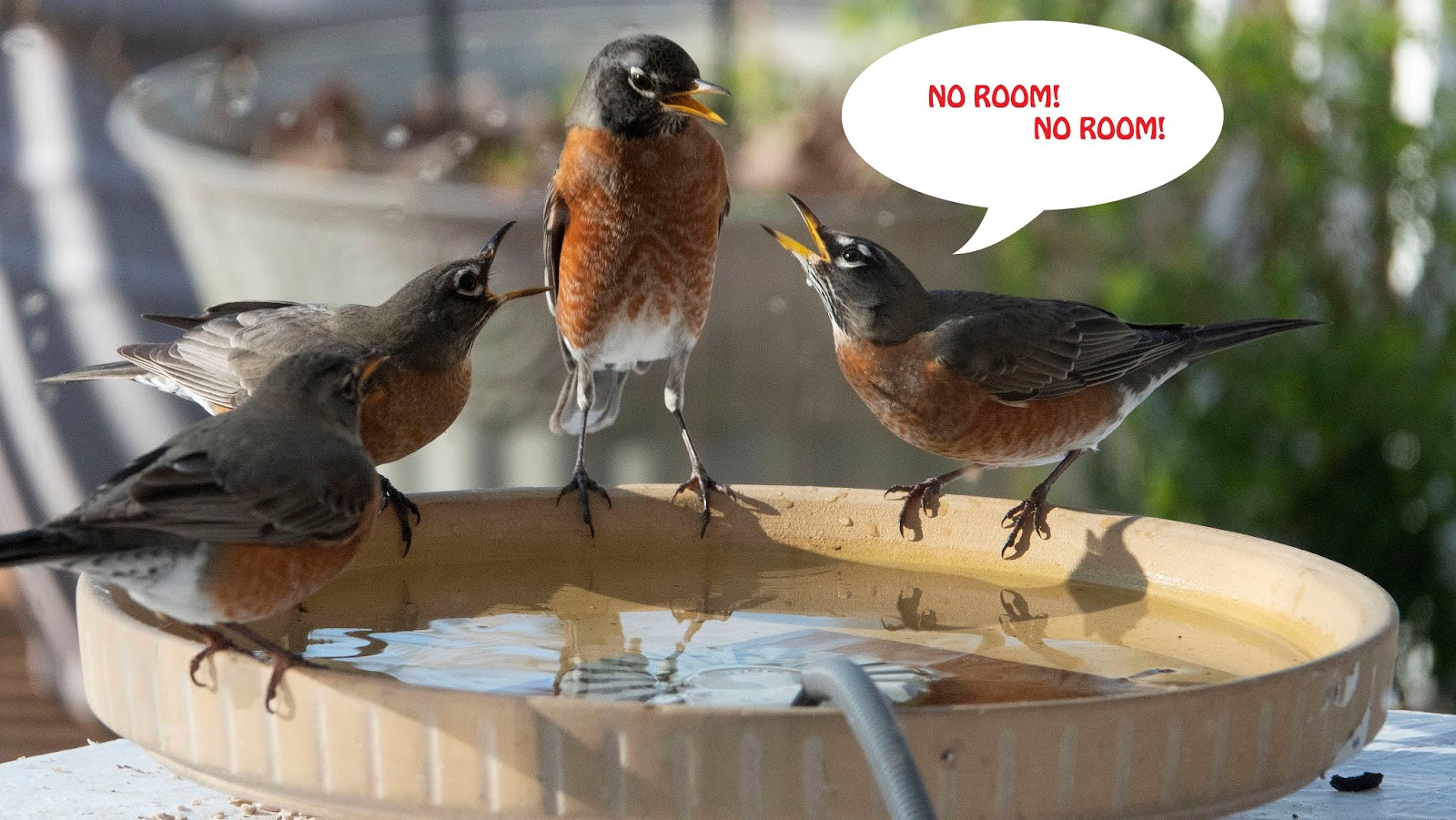 Room Without Walls Have I been watching too much at the Bird Bath...er