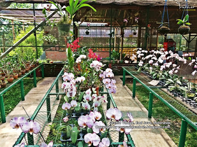 Wisata Kampung Anggrek Wisata Kampung Anggrek
