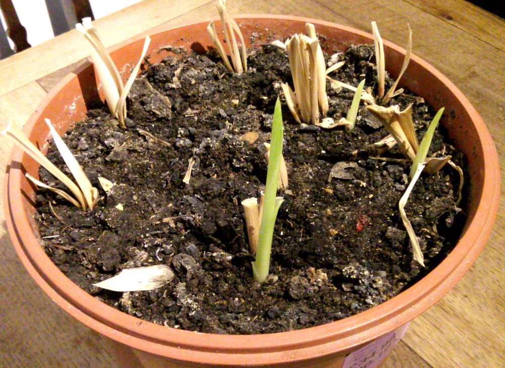 The Shed And Beyond Growing horseradish...