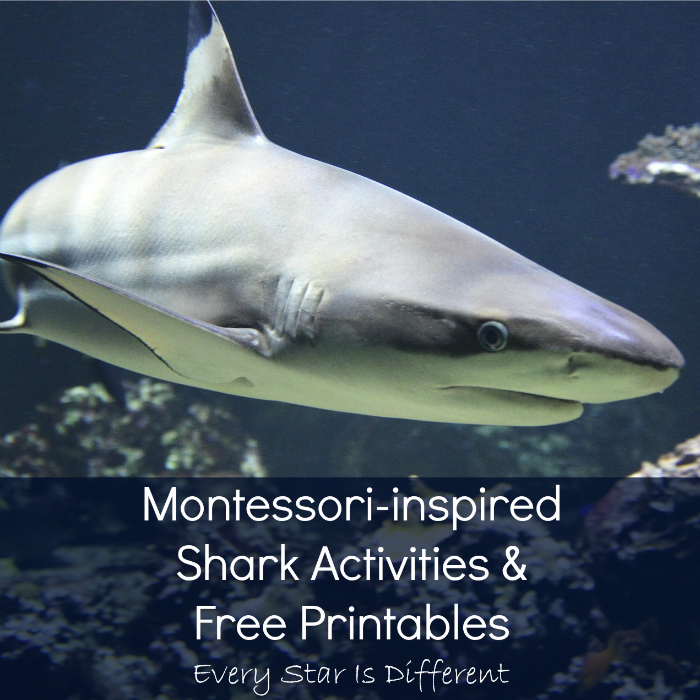 Montessori-inspired Shark Activities, Printables and Resources Montessori-inspired Shark Activities, Printables and Resources