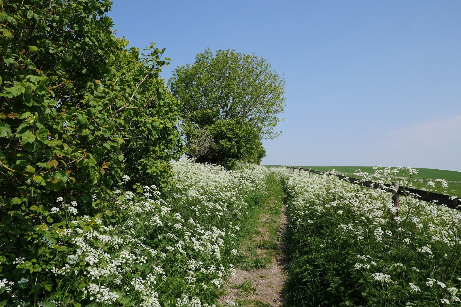 Walking in the country Whitehorse Hill to Lambourn (Lambourn Valley Way 1)