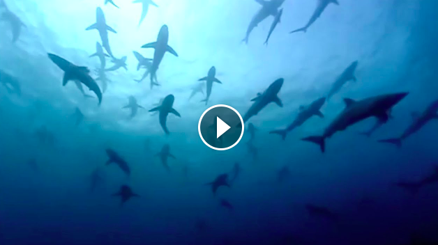 The Blue Planet Collection Part 1 BBC Earth