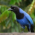 A Lenda da Gralha Azul