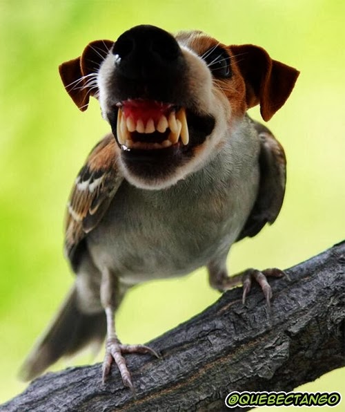 02-Bird-and-Dog-a-Angry-Bird-Graphics-Designer-Digital-Taxidermist-Animangler-www-designstack-co