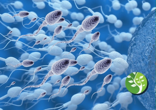 para hombres: cómo aumentar tu cuenta de esperma rápido