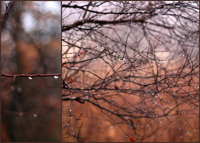 tree branches and sparkling raindrops