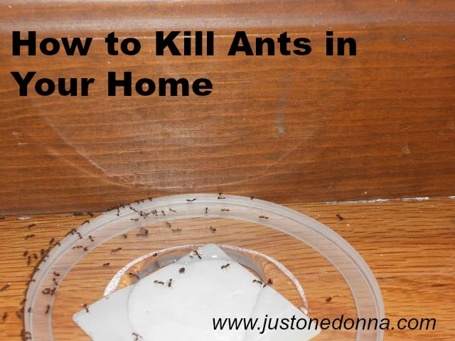 How to Kill Ants in Your Home