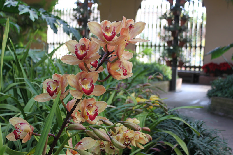 Lori's Views Consider the Lilies.......(or Orchids)