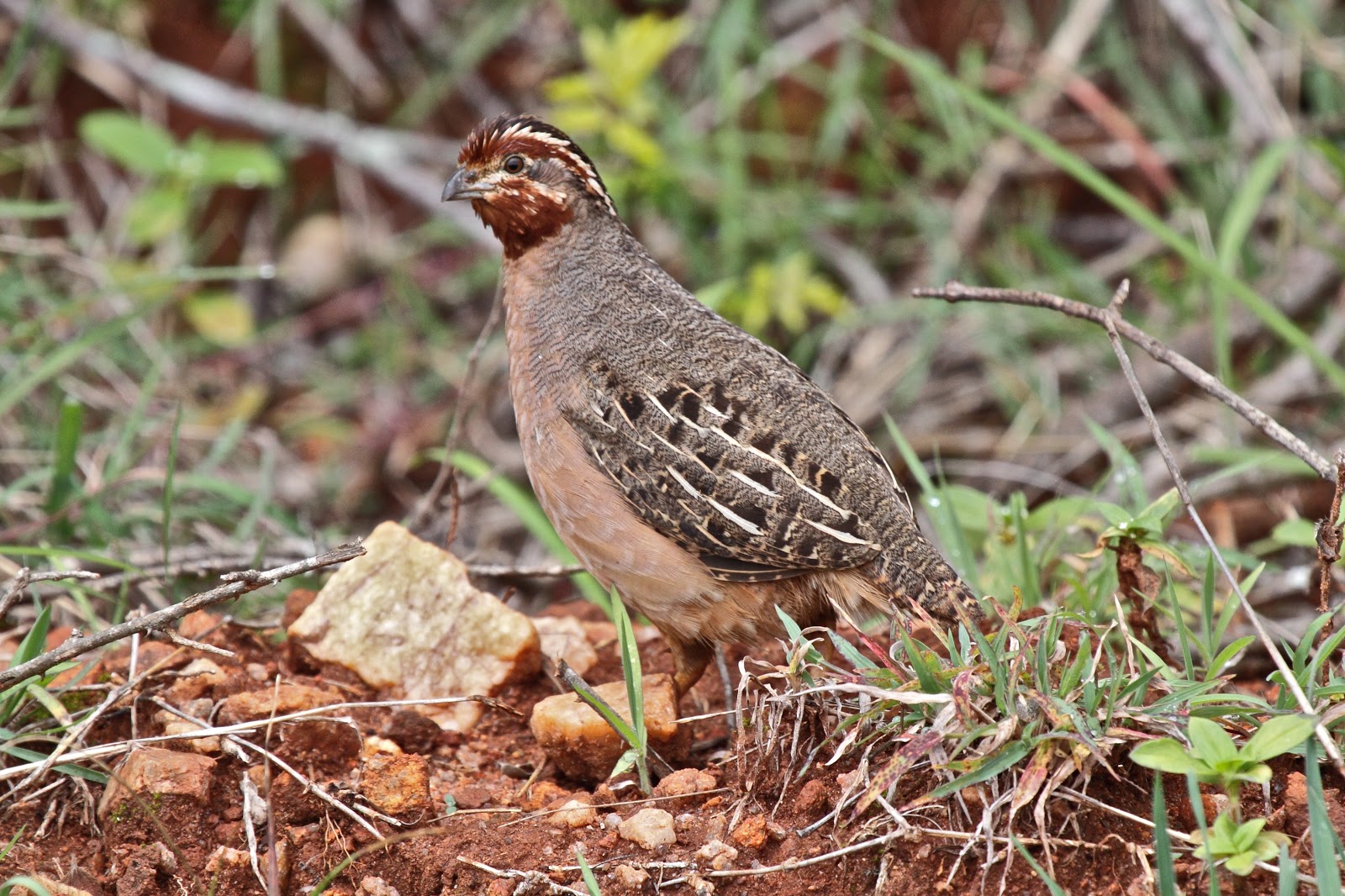 Jungle Bush Quail Birds World