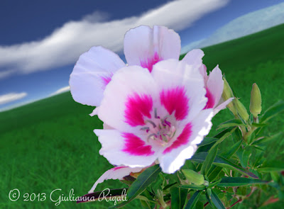 Bethany's Clarkia, white and pink blooms