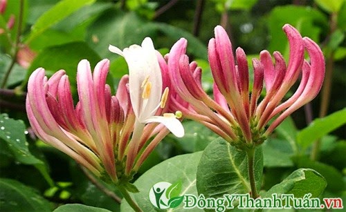 Thuốc mát gan giải độc - Kim ngân hoa Thuốc mát gan giải độc - Kim ngân hoa