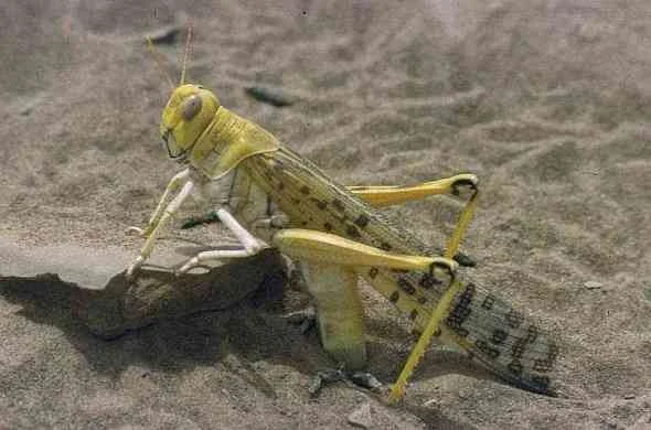 Locusts-جرادة