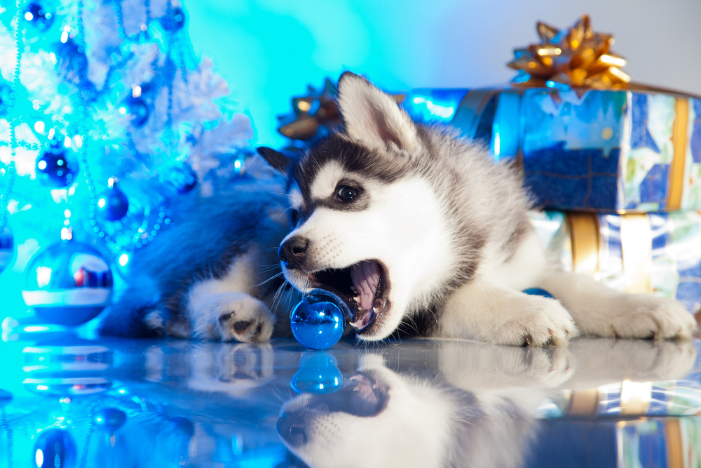 a puppy for christmas what a great idea australian dog lover
