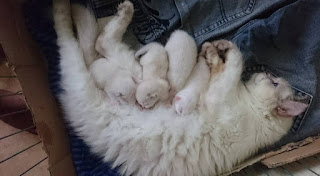 berapa lama kucing hamil dan bagaimana kucing melahirkan