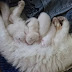 berapa lama kucing hamil dan bagaimana kucing melahirkan