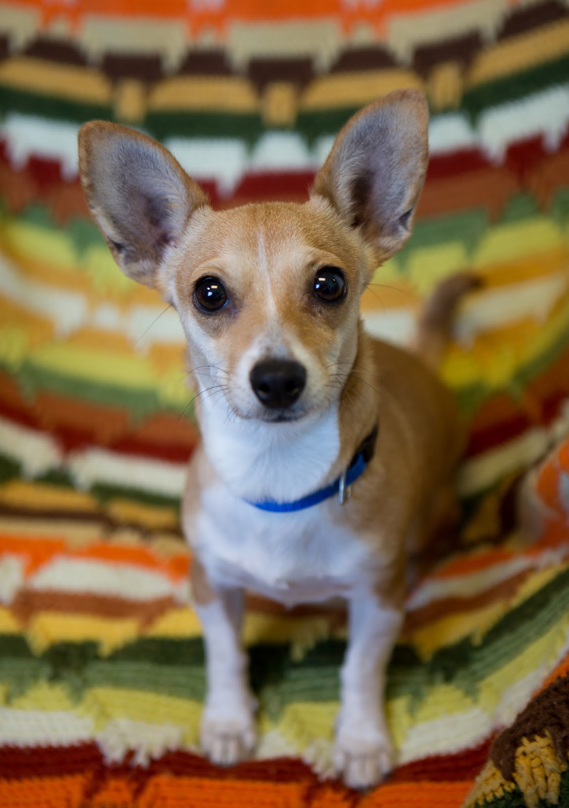 Shelter Dogs of Portland "NANCY" adorable Chihuahua (doxie?) mix