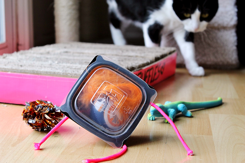 Transform everyday trash into feline wonder! Check out this tutorial for a DIY (kinda hydroponic) Upcycles Cat Grass Fish Tank, and our DIY Catnip Marinator + Cat Toy made with fast food trays! #ChickFilAMomsDIY (Sponsored)
