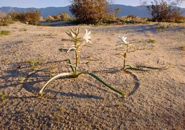 Leaves of desert lily drawing circles in the sand. Leaves of desert lily drawing circles in the sand.