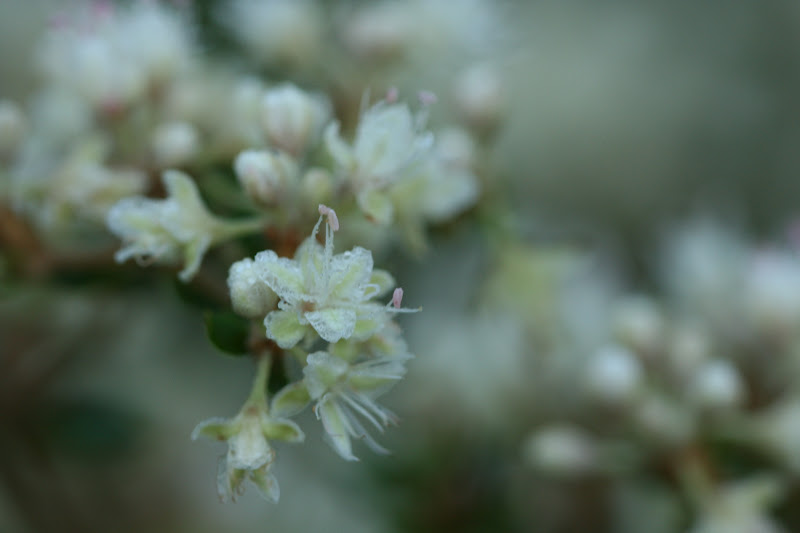 Native Florida Wildflowers Wild buckwheat Eriogonum tomentosum