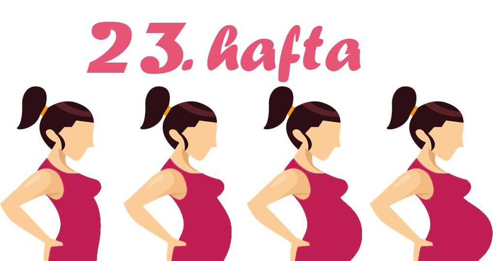 23 Haftalık Gebelik (Hamilelik) 23 Haftalık Gebelik (Hamilelik)
