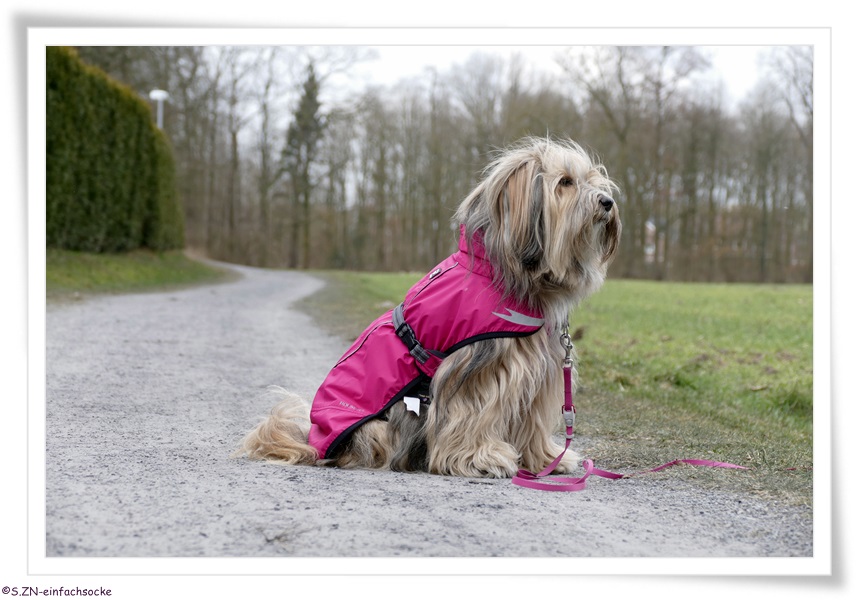 [Hundeblog] Einfach Socke Wieviel Kleidung braucht ein Tibet Terrier?
