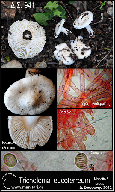 Tricholoma leucoterreum Mariotto & Turetta