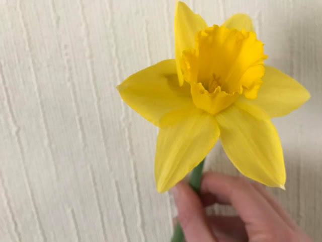 daffodil