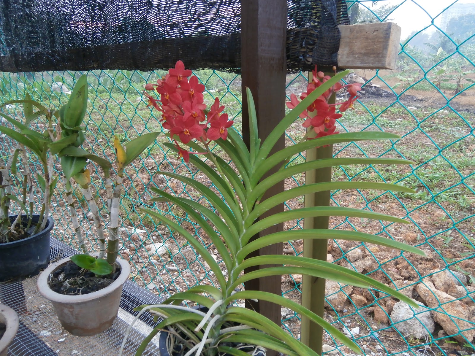 KISAH KAMI Rumah Pondok Orkid Sempena Raya KISAH KAMI Rumah Pondok Orkid Sempena Raya