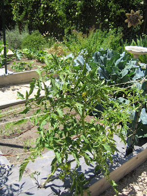 How To Stake Tomatoes Australia - Are Grosse Lisse Tomatoes Determinate Or Indeterminate