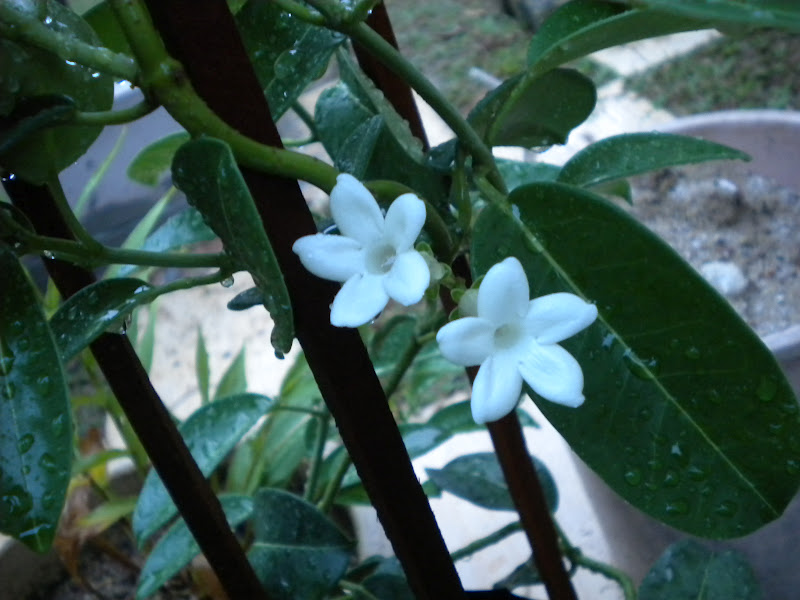 taman ramuan Memperkenalkan Bunga Madagascar Jasmine