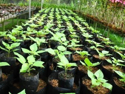 Cara Menanam Cabe di Polybag Agar Berbuah Lebat Cara Menanam Cabe di Polybag Agar Berbuah Lebat
