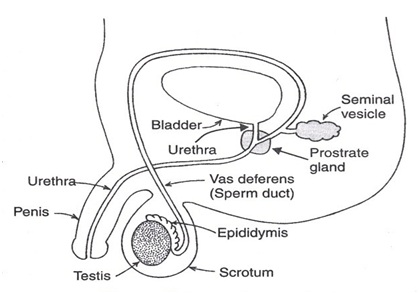 Repr odu ctive - पुरुष प्रजनन प्रणाली