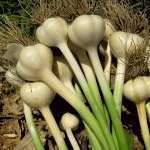 Cultivar ajo